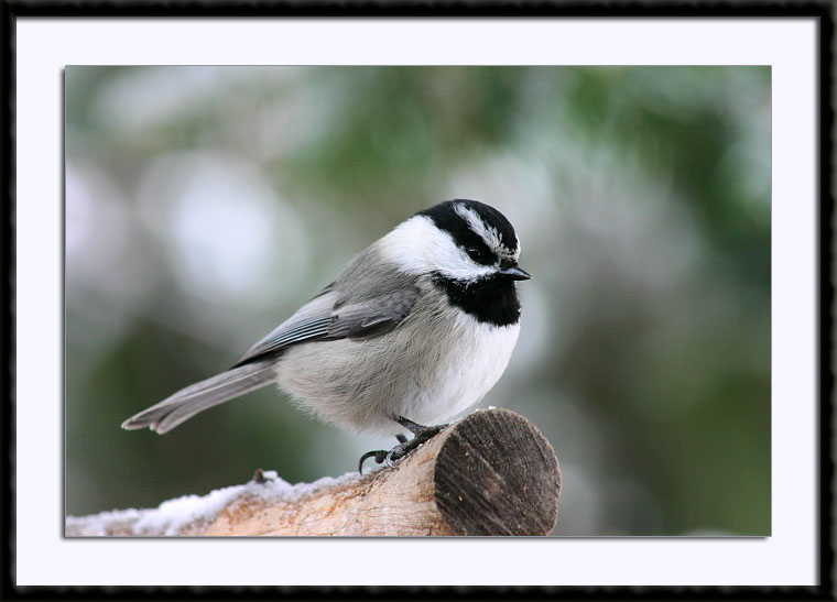 Mountain Chickadee, (C) 2003, Bill Langton's Fine Art Photography