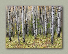 Colorado Aspens - Thumbnail Image