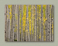 Colorado Aspens - Thumbnail Image