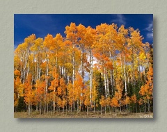 Utah Fall Colors - Thumbnail Image