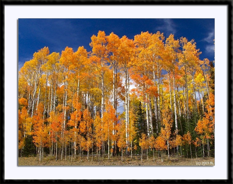 Beautiful Fall Colors near Cedar Breaks National Monument, Utah, (C) 2003, Bill Langton's Fine Art Photography