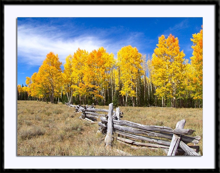 Colorful Aspens near Cedar Breaks National Monument, Utah, (C) 2003, Bill Langton's Fine Art Photography