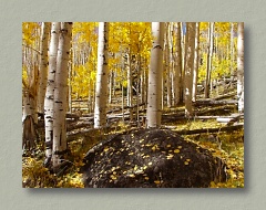 Colorful Apsens - Thumbnail Image