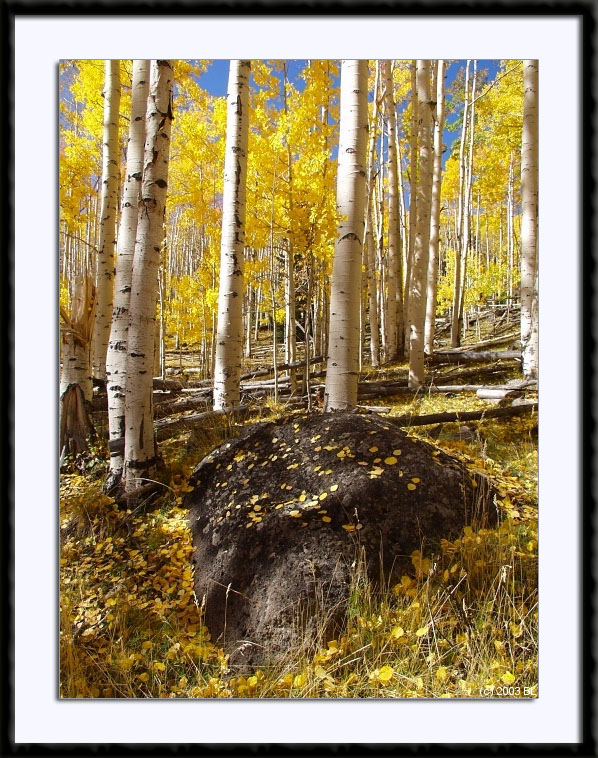 Fall Colors in Utah, (C) 2003 Bill Langton's Fine Art Photography