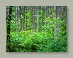 Columbia River Gorge Forest