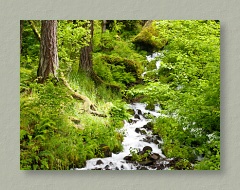 Colorful Stream