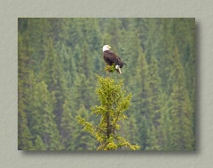 Eagle in a lone spruce