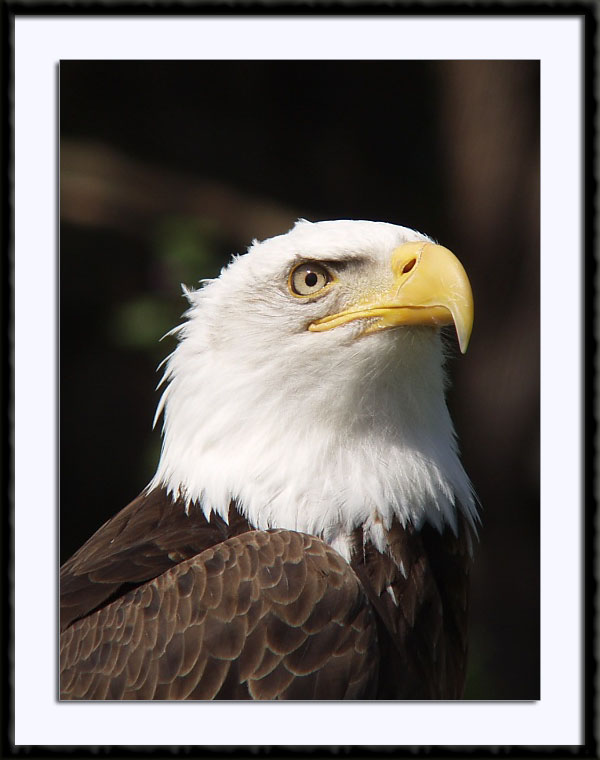 Bald Eagle, (C) 2002, Bill Langton's Fine Art Photography