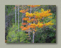 Florida Fall Colors
