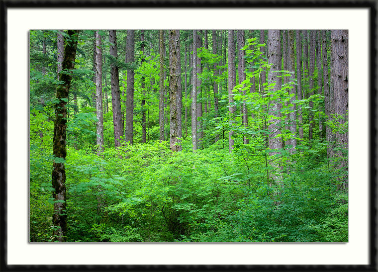 Columbia River Gorge Forest