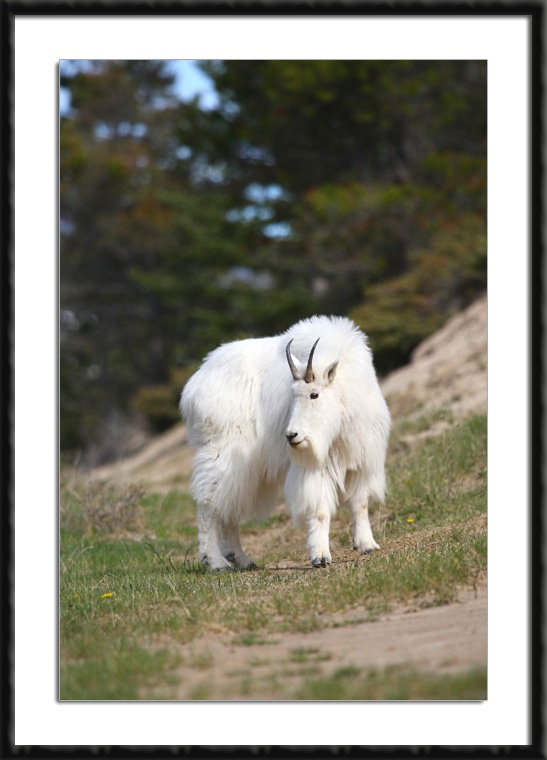 Mountain Goat