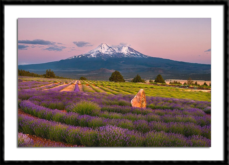 Mt. Shasta Lavender Farms Sunset