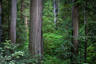 Redwoods