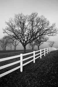 Foggy Fence and Oaks