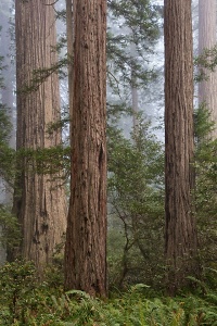Foggy Redwoods