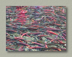 Kokanee Salmon...