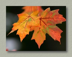Agate Bay Maples - Thumbnail Image