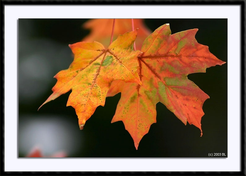 Colorful Fall Maples, (C) 2003 by Bill Langton's Fine Art Photography
