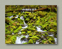 Mossy Falls