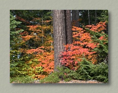 Fall Colors...