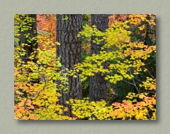 Fall Colors...