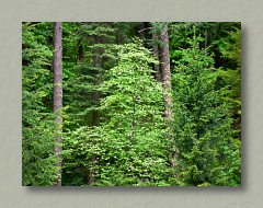 Dogwood