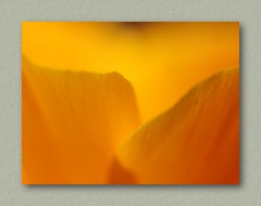 California Poppy...