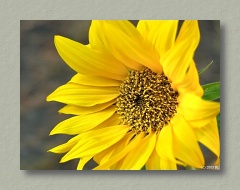Sunflower - Thumbnail Image
